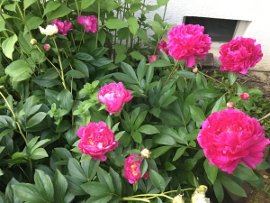 Hình ảnh vườn hoa tháng Năm