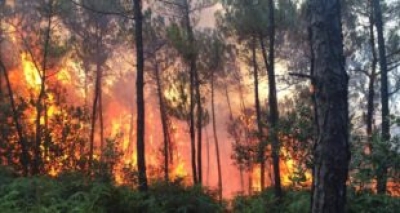 Thông cáo của Đan Viện Thiên An liên quan đến vụ việc cháy rừng thông của Đan Viện